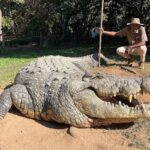 Henry, the world’s oldest crocodile at 123, resides at Crocworld in South Africa. With six girlfriends, he's fathered over 10,000 babies and remains a top tourist attraction.