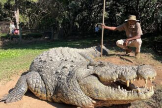 Henry, the world’s oldest crocodile at 123, resides at Crocworld in South Africa. With six girlfriends, he's fathered over 10,000 babies and remains a top tourist attraction.