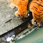 A tiny kitten miraculously survived after falling into a tiger enclosure at Johor Zoo, Malaysia, as quick-thinking zookeepers used water to save it from the big cats.