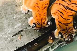 A tiny kitten miraculously survived after falling into a tiger enclosure at Johor Zoo, Malaysia, as quick-thinking zookeepers used water to save it from the big cats.