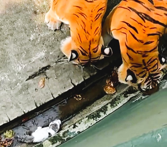 A tiny kitten miraculously survived after falling into a tiger enclosure at Johor Zoo, Malaysia, as quick-thinking zookeepers used water to save it from the big cats.