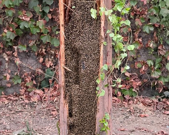 A lorry crash on Highway 101 near LA spills red peppers across the road and unleashes a swarm of bees. A local expert safely rescues the bees, no injuries reported.