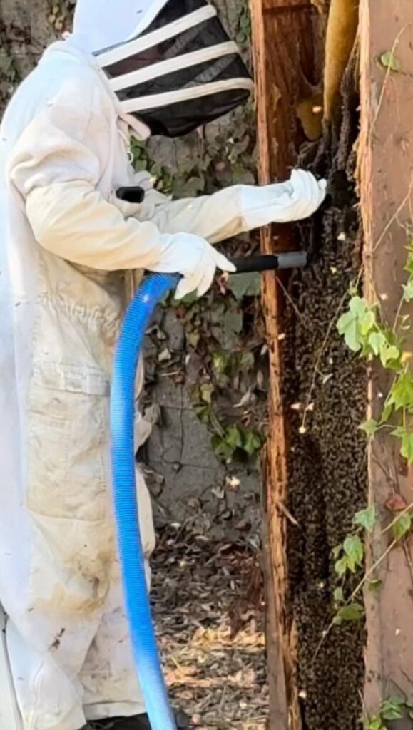 A lorry crash on Highway 101 near LA spills red peppers across the road and unleashes a swarm of bees. A local expert safely rescues the bees, no injuries reported.