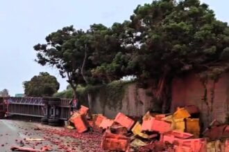 A lorry crash on Highway 101 near LA spills red peppers across the road and unleashes a swarm of bees. A local expert safely rescues the bees, no injuries reported.