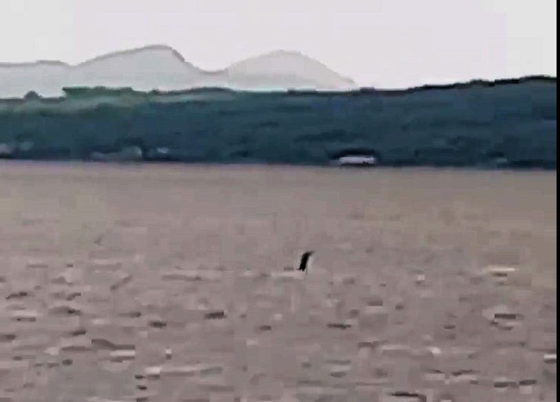 Beach walker films Nessie-like sea creature off Donegal coast, sparking comparisons to Irish folklore's Oilliphéist. Could this be a modern-day sea monster sighting?