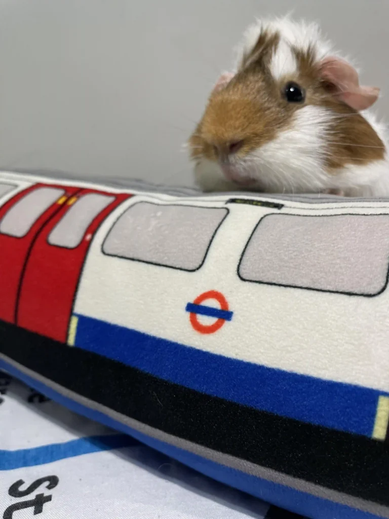 Over 1,600 guinea pigs have been abandoned in the last four years, overwhelming the RSPCA. During Guinea Pig Awareness Week, owners are urged to prioritize their care.