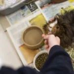 Over 1,600 guinea pigs have been abandoned in the last four years, overwhelming the RSPCA. During Guinea Pig Awareness Week, owners are urged to prioritize their care.