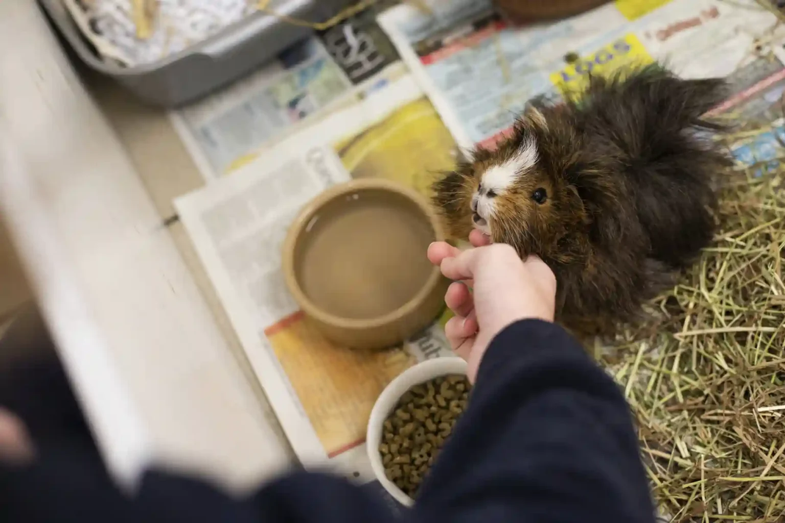 Over 1,600 guinea pigs have been abandoned in the last four years, overwhelming the RSPCA. During Guinea Pig Awareness Week, owners are urged to prioritize their care.