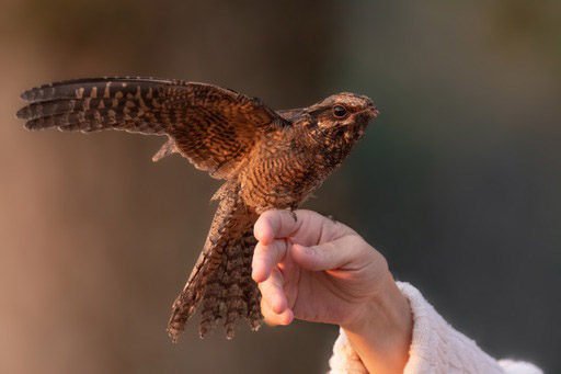 Rare nightjar rescued at Gatwick Airport nursed back to health, now ready to migrate to Africa after miraculous recovery by wildlife carers.