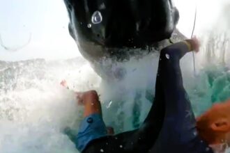 Shocking video shows windsurfer colliding with a humpback whale off Sydney's coast, capturing a heart-stopping encounter that has gone viral with over 14.2m views.