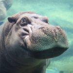 Timothy, a 10-year-old hippo at San Antonio Zoo, enjoys a relaxing spa day as fish clean his skin, delighting viewers with his content smile and peaceful snooze.