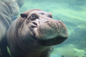 Timothy, a 10-year-old hippo at San Antonio Zoo, enjoys a relaxing spa day as fish clean his skin, delighting viewers with his content smile and peaceful snooze.