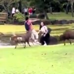 A tourist was gored by a deer while snapping a photo of his partner in Nara, Japan. The surprising attack occurred during rutting season, sending him to the hospital.