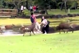 A tourist was gored by a deer while snapping a photo of his partner in Nara, Japan. The surprising attack occurred during rutting season, sending him to the hospital.