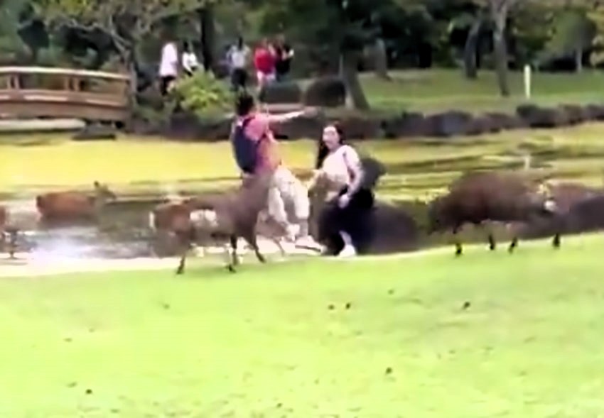 A tourist was gored by a deer while snapping a photo of his partner in Nara, Japan. The surprising attack occurred during rutting season, sending him to the hospital.