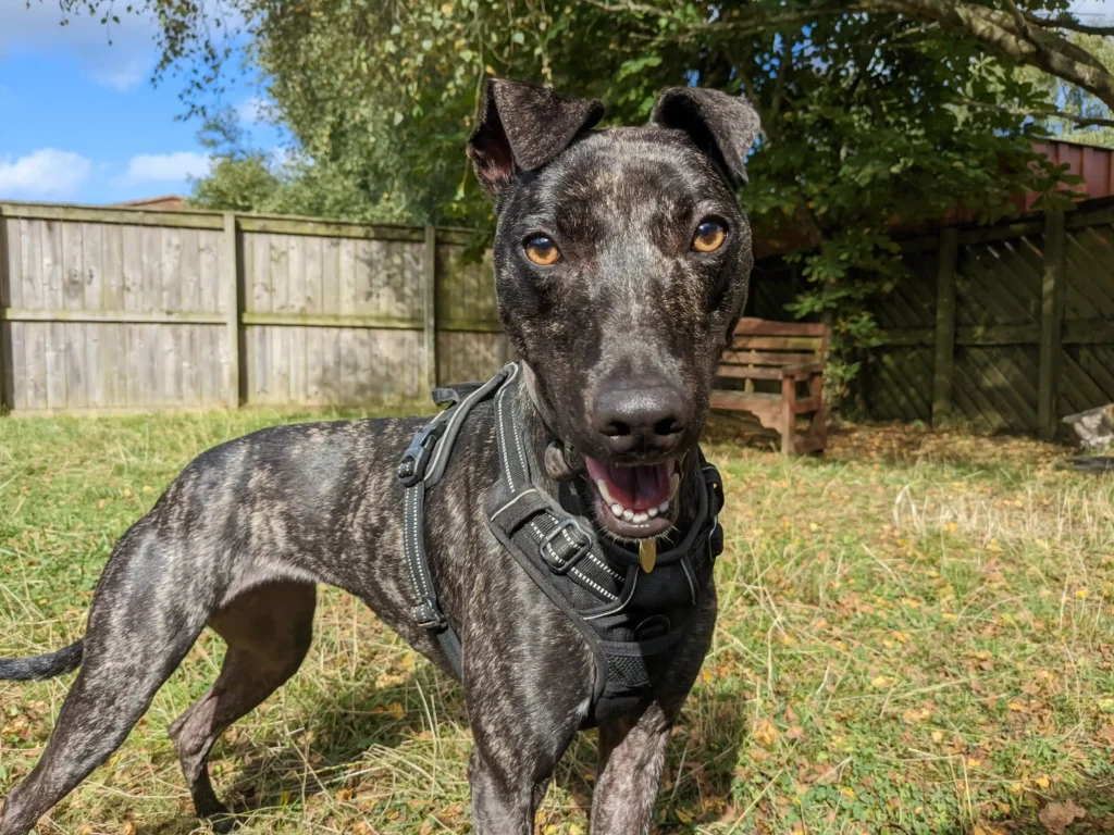 Unloved for 600 days, Betsy the whippet lurcher cross waits for a forever home after watching 40 kennel mates get adopted. Will you be her perfect match?