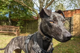 Unloved for 600 days, Betsy the whippet lurcher cross waits for a forever home after watching 40 kennel mates get adopted. Will you be her perfect match?