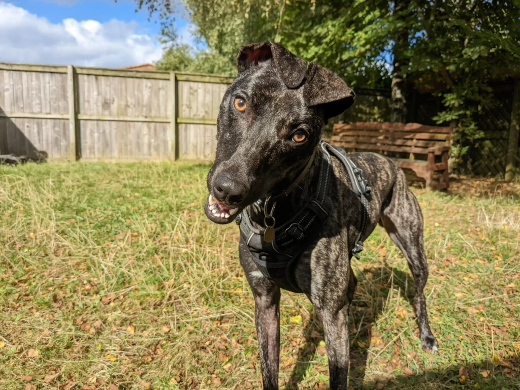 Unloved for 600 days, Betsy the whippet lurcher cross waits for a forever home after watching 40 kennel mates get adopted. Will you be her perfect match?