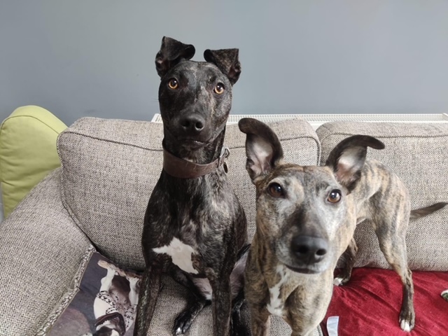 Unloved for 600 days, Betsy the whippet lurcher cross waits for a forever home after watching 40 kennel mates get adopted. Will you be her perfect match?