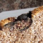 A woman was horrified to discover a dead rat in her loaf of bread, sparking a traumatic incident. PepsiCo has launched an investigation into the contaminated product.