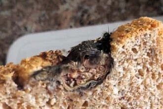 A woman was horrified to discover a dead rat in her loaf of bread, sparking a traumatic incident. PepsiCo has launched an investigation into the contaminated product.