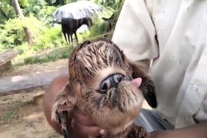 A goat born with fused eyes and no eyelids in Madhya Pradesh, India, is drawing crowds due to its rare appearance, likely caused by the congenital disorder cyclopia.