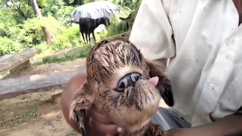 A goat born with fused eyes and no eyelids in Madhya Pradesh, India, is drawing crowds due to its rare appearance, likely caused by the congenital disorder cyclopia.