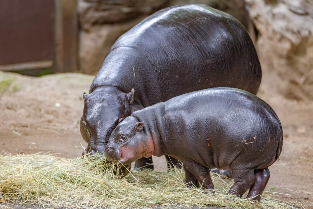 Meet Lololi, the 9-month-old pygmy hippo making waves online! Born at Taronga Zoo, she's become a social media star, while raising awareness for endangered species.