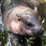 Meet Lololi, the 9-month-old pygmy hippo making waves online! Born at Taronga Zoo, she's become a social media star, while raising awareness for endangered species.