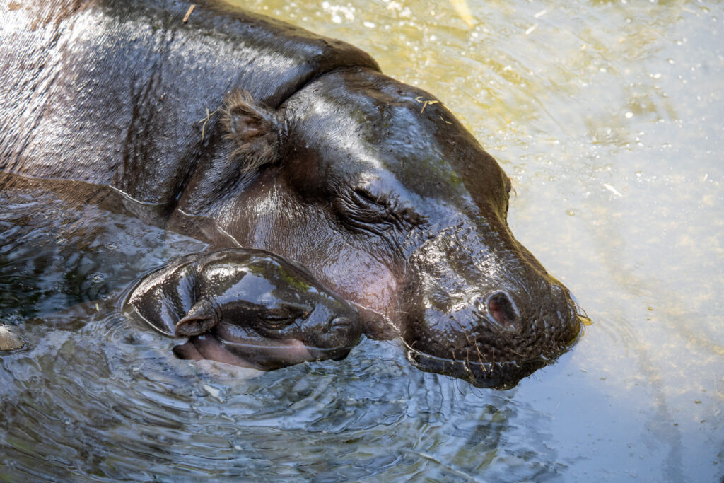 Meet Lololi, the 9-month-old pygmy hippo making waves online! Born at Taronga Zoo, she's become a social media star, while raising awareness for endangered species.