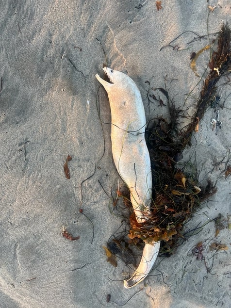 A mysterious sea creature, believed to be a moray eel, washed up on a California beach, sparking both fear and humor online. Social media users shared eerie jokes and theories!