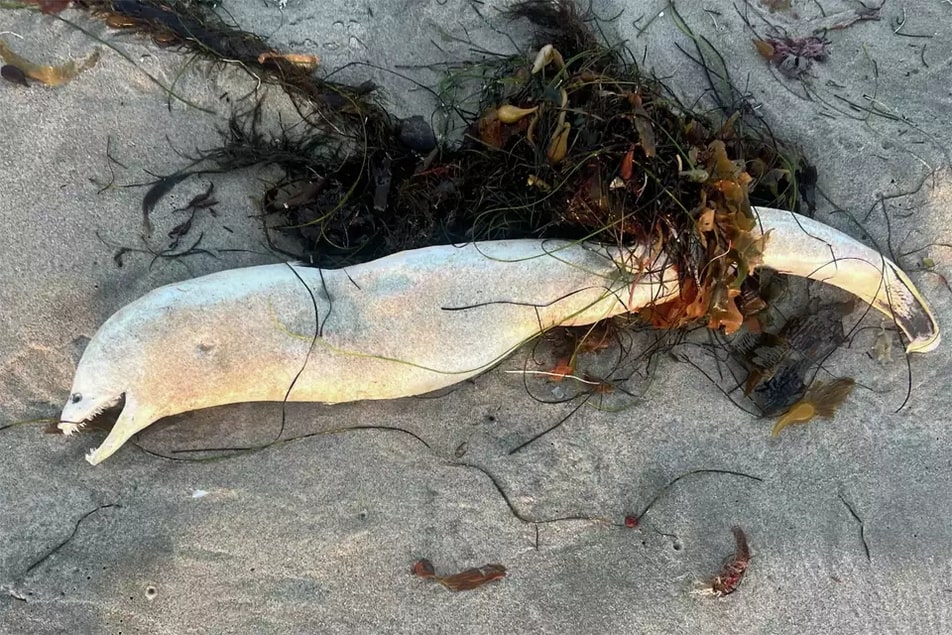 A mysterious sea creature, believed to be a moray eel, washed up on a California beach, sparking both fear and humor online. Social media users shared eerie jokes and theories!