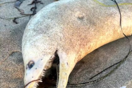 A mysterious sea creature, believed to be a moray eel, washed up on a California beach, sparking both fear and humor online. Social media users shared eerie jokes and theories!