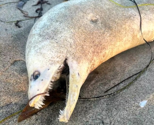 A mysterious sea creature, believed to be a moray eel, washed up on a California beach, sparking both fear and humor online. Social media users shared eerie jokes and theories!