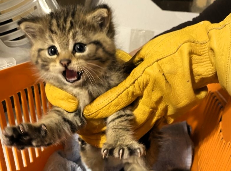 Animal shelter staff stunned after a 'kitten' turns out to be a wildcat, now safely transferred to a wildlife center near Cologne, Germany.