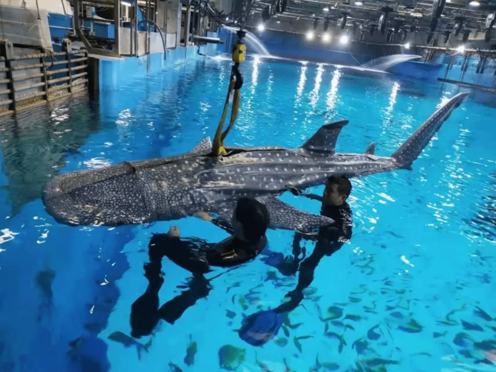 Visitors slam Xiaomeisha Ocean World after discovering its star 'whale shark' is a robot. The aquarium faced backlash during its reopening, leaving guests disappointed and frustrated.