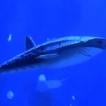 Visitors slam Xiaomeisha Ocean World after discovering its star 'whale shark' is a robot. The aquarium faced backlash during its reopening, leaving guests disappointed and frustrated.