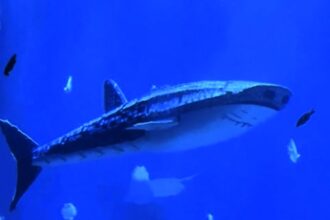 Visitors slam Xiaomeisha Ocean World after discovering its star 'whale shark' is a robot. The aquarium faced backlash during its reopening, leaving guests disappointed and frustrated.