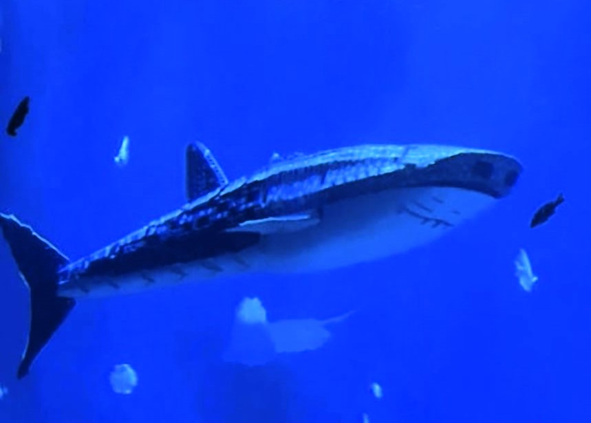 Visitors slam Xiaomeisha Ocean World after discovering its star 'whale shark' is a robot. The aquarium faced backlash during its reopening, leaving guests disappointed and frustrated.