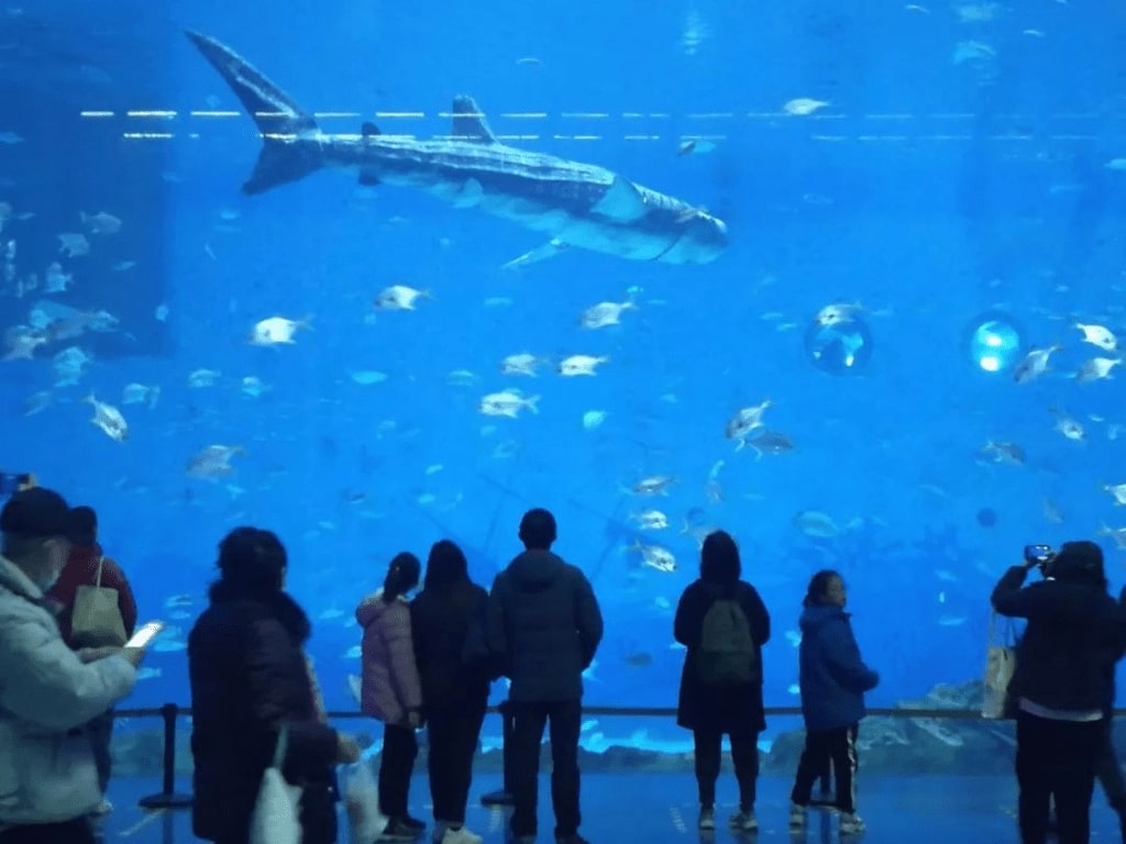 Visitors slam Xiaomeisha Ocean World after discovering its star 'whale shark' is a robot. The aquarium faced backlash during its reopening, leaving guests disappointed and frustrated.