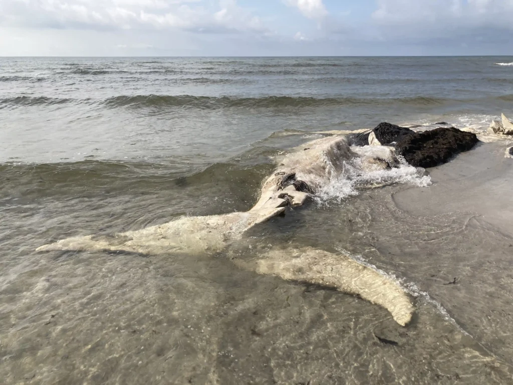 Beach cleaners in Denmark discovered a surprising fossil—a humpback whale's penis—believed to belong to a whale that washed up earlier this year. Now under research.