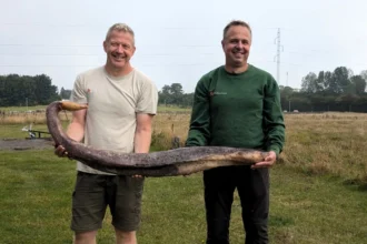 Beach cleaners in Denmark discovered a surprising fossil—a humpback whale's penis—believed to belong to a whale that washed up earlier this year. Now under research.