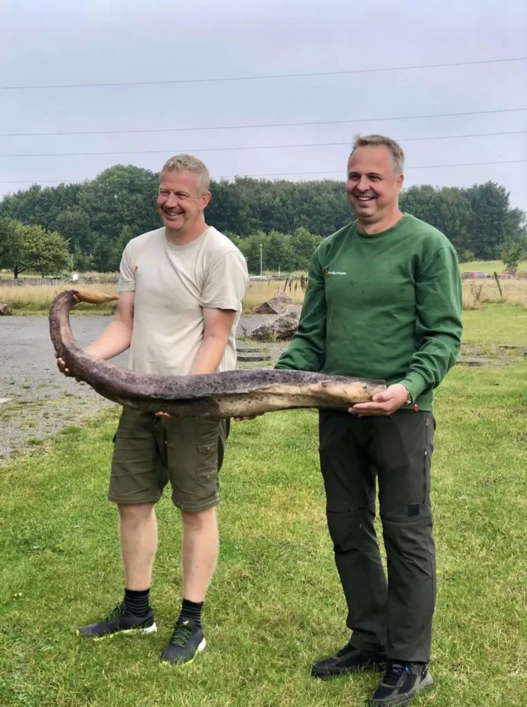 Beach cleaners in Denmark discovered a surprising fossil—a humpback whale's penis—believed to belong to a whale that washed up earlier this year. Now under research.