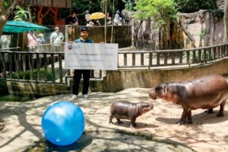 A Dubai businessman travels 3,000 miles to donate £115,500 to Moo Deng, a beloved pygmy hippo in Thailand, as the adorable animal continues to capture hearts worldwide.