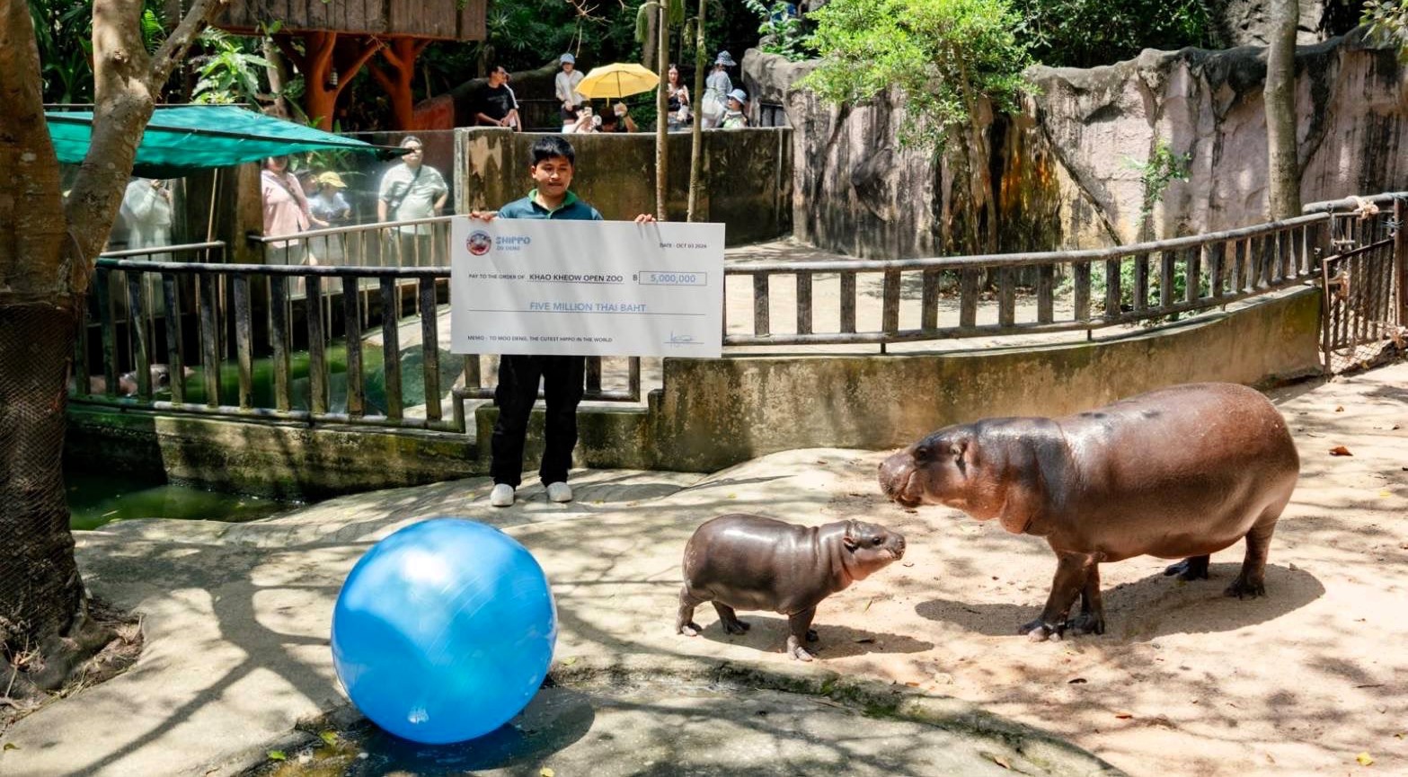 A Dubai businessman travels 3,000 miles to donate £115,500 to Moo Deng, a beloved pygmy hippo in Thailand, as the adorable animal continues to capture hearts worldwide.