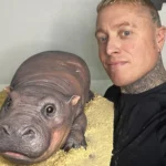 Baker Ben Cullen wows social media with a hyper-realistic cake of viral pygmy hippo Moo Deng. The adorable tribute has gained millions of views and thousands of reactions.