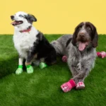 Crocs are launching Pet Crocs on October 23, 2024, featuring glow-in-the-dark designs for dogs. Fans can customize them with Jibbitz, available for a limited time at £44.99.