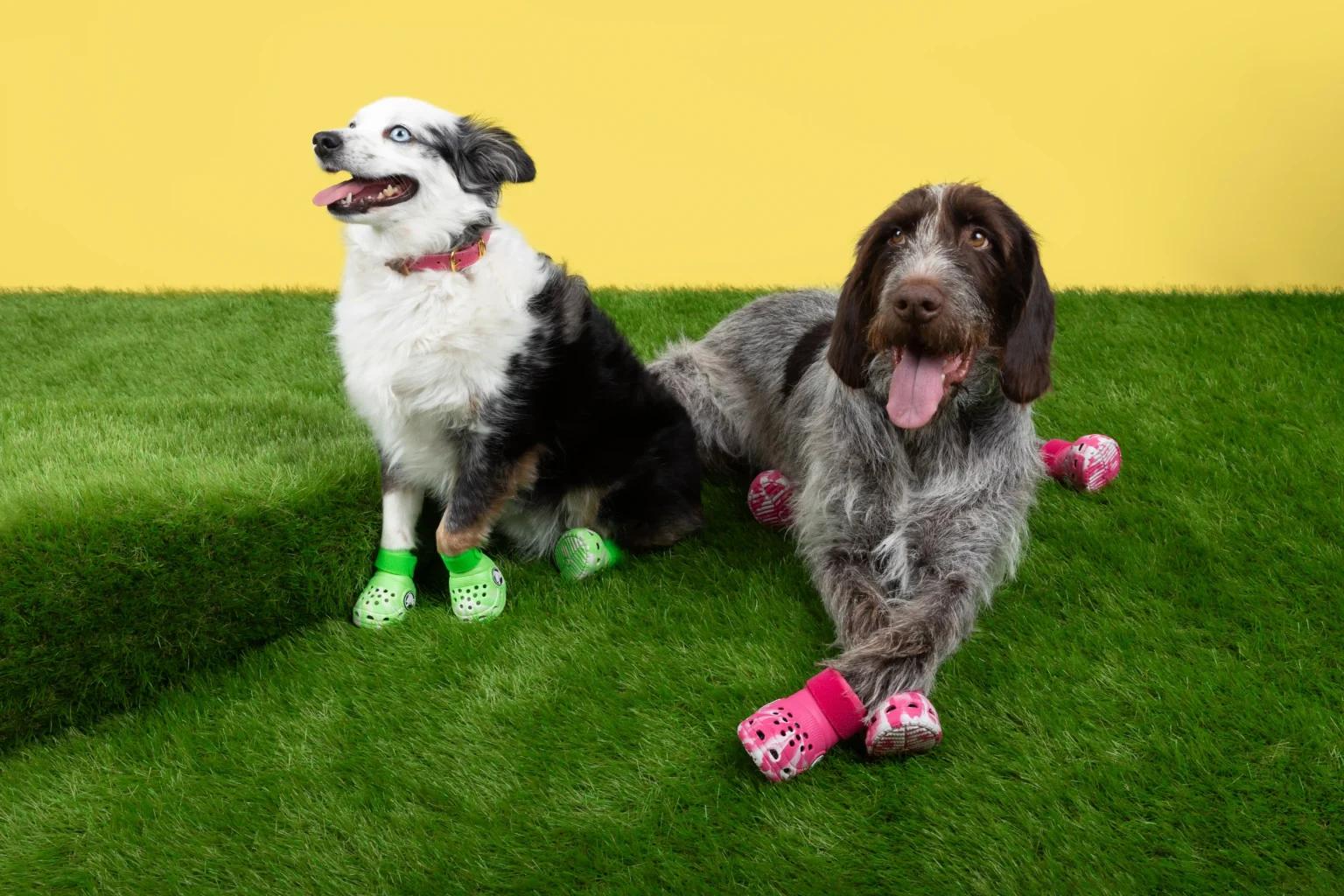 Crocs are launching Pet Crocs on October 23, 2024, featuring glow-in-the-dark designs for dogs. Fans can customize them with Jibbitz, available for a limited time at £44.99.