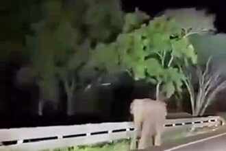 Driver screams in horror as elephant charges their car on a Malaysian highway after being spooked by high beams. The scary encounter highlights the dangers of wildlife encounters.