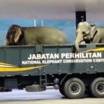 Footage of two elephants casually arriving at a petrol station has gone viral, leaving viewers stunned by the unexpected guests. The animals were reportedly being transported from floods.